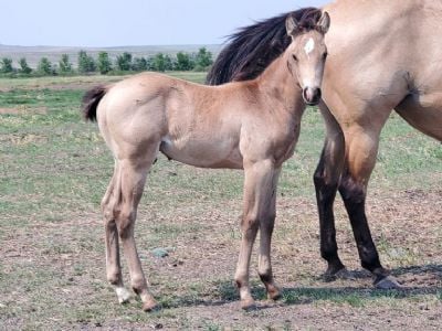 Whiskey Up Saturn JW <BR> AQHA 6370868